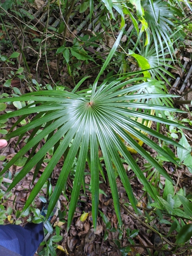 Palmeira Leque de Barbados