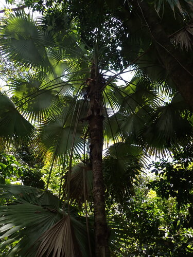 Palmeira Leque de Barbados