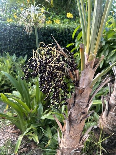 Palmeira Leque de Barbados