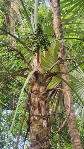 Palmeira Leque de Prata Dominicana