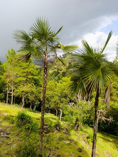 Palmeira Leque de Prata Dominicana