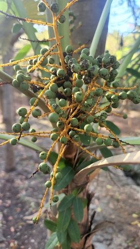 Palmeira Leque de Prata Dominicana