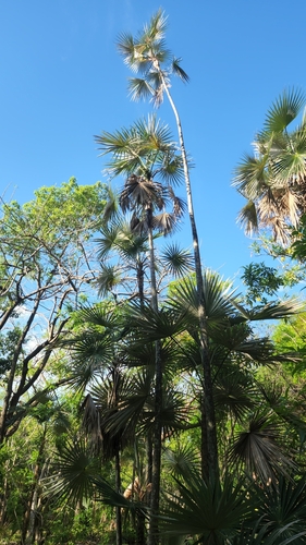Palmeira Leque de Prata Dominicana
