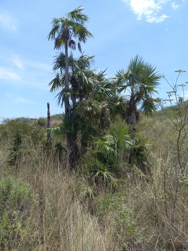 Palmeira de Barriga de Cuba Rara