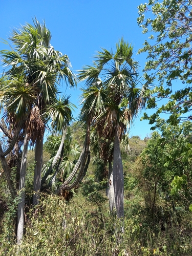 Palmeira de Barriga de Cuba Rara