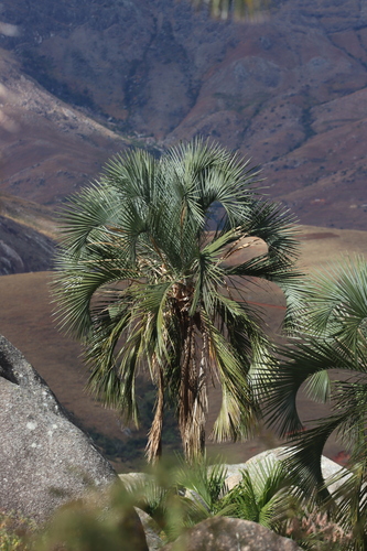 Palmeira Majestosa Azul Glauca
