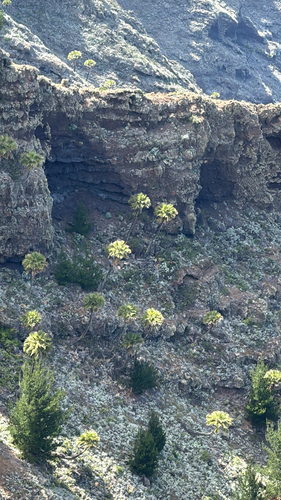 Palmeira de Guadalupe (Brahea)