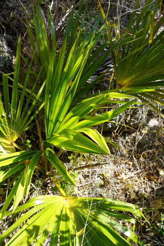 Palmeira Latânia Amarela