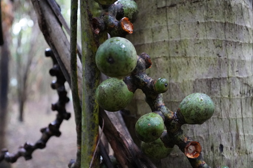 Palmeira Latânia Amarela