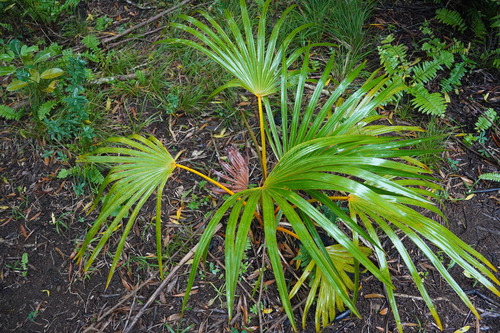 Palmeira Latânia Amarela