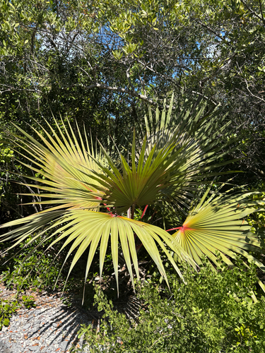 Palmeira Latânia Vermelha
