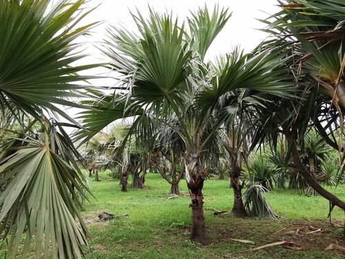 Palmeira Latânia Vermelha