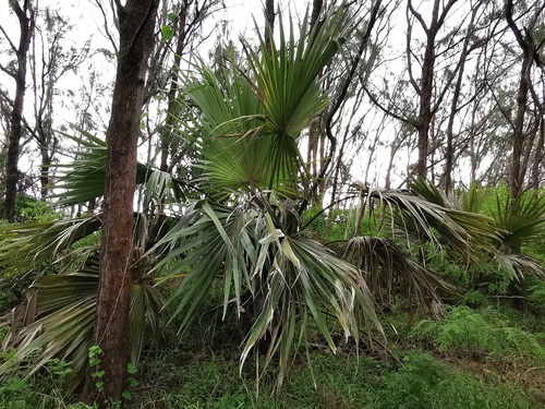 Palmeira Latânia Vermelha