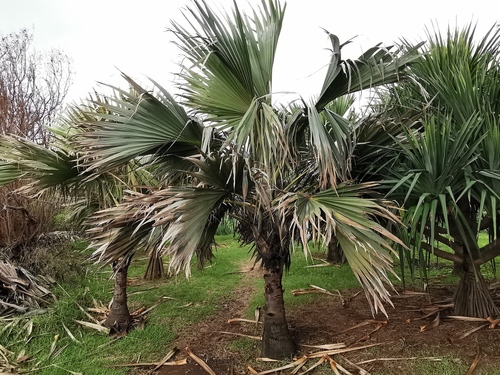 Palmeira Latânia Vermelha