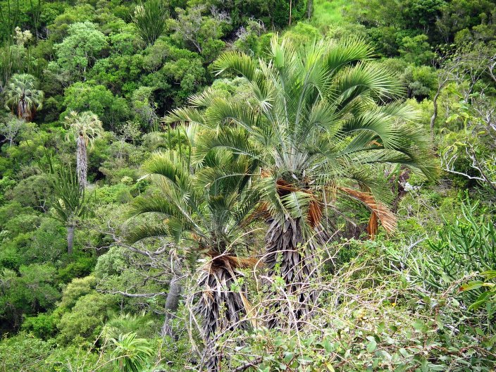 Palmeira Majestosa de Clima Seco