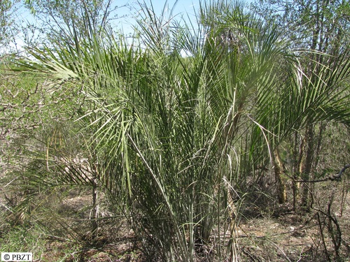 Palmeira Majestosa de Clima Seco