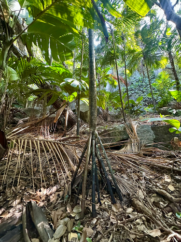 Palmeira de Escoras de Seychelles