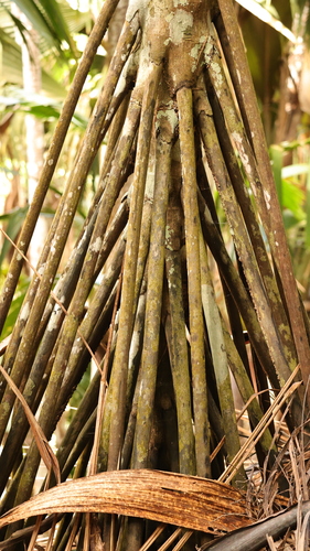 Palmeira de Escoras de Seychelles
