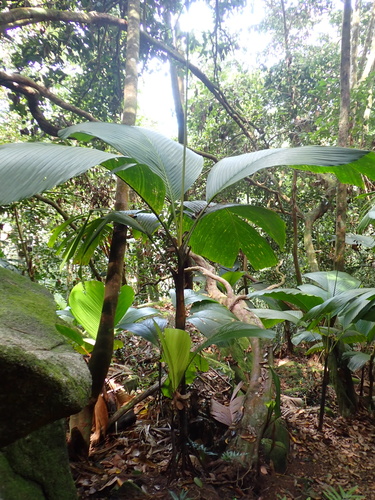 Palmeira de Escoras de Seychelles