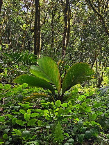 Palmeira de Escoras de Seychelles