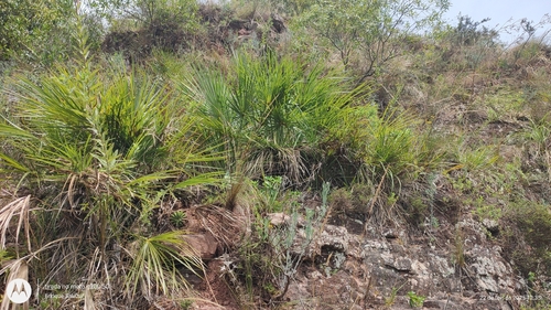 Carandaí do Sul (Trithrinax)