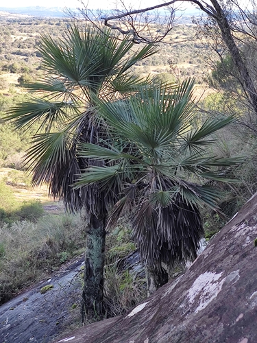 Carandaí do Sul (Trithrinax)