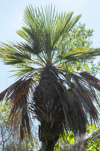 Carandaí do Sul (Trithrinax)