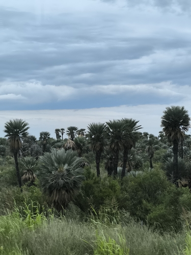 Carandilla Azul da Argentina