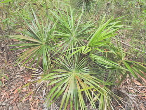 Palmeira de Fita (Ribbon Fan Palm)