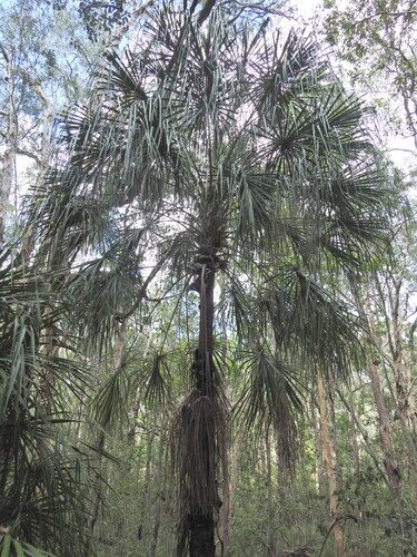Palmeira de Fita (Ribbon Fan Palm)