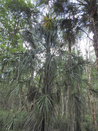 Palmeira de Fita (Ribbon Fan Palm)