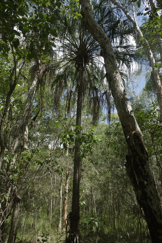Palmeira de Fita (Ribbon Fan Palm)