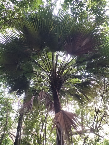 Palmeira Leque de Mueller Anã