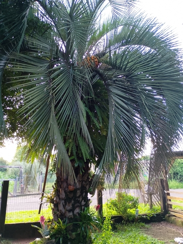 Butiá do Sul de Campo