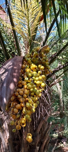 Butiá da Serra Catarinense