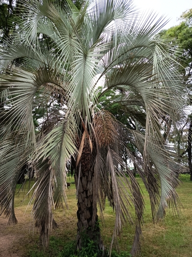 Palmeira Yatay do Pampa