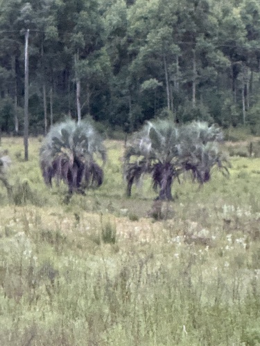 Palmeira Yatay do Pampa