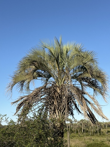 Palmeira Yatay do Pampa