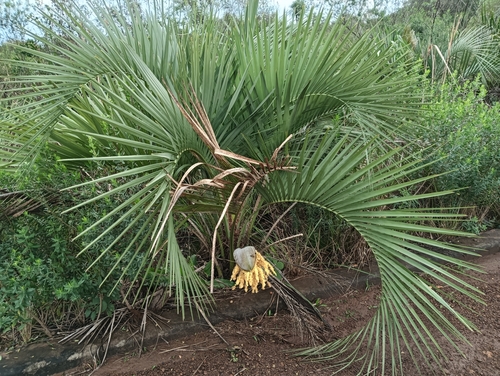 Butiá do Paraguai Anã