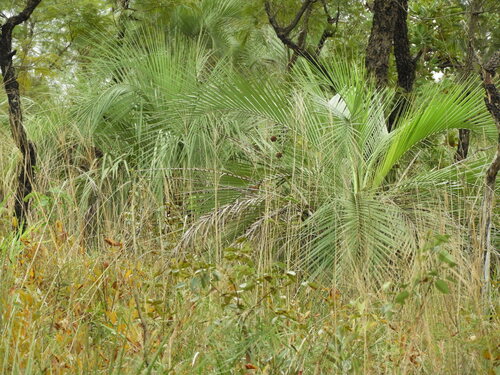 Butiá do Paraguai Anã