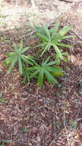 Palmeira Leque Saribus de Frutos Azuis