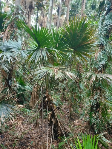 Palmeira Leque Saribus de Frutos Azuis