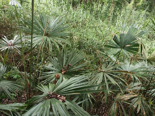 Palmeira Leque Saribus de Frutos Azuis
