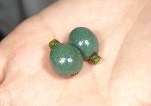 Palmeira Leque Saribus de Frutos Azuis