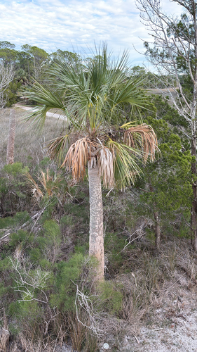 Sabal Palmetto (Cabbage Palm)