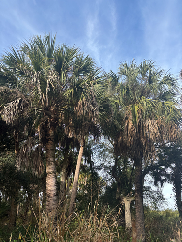 Sabal Palmetto (Cabbage Palm)