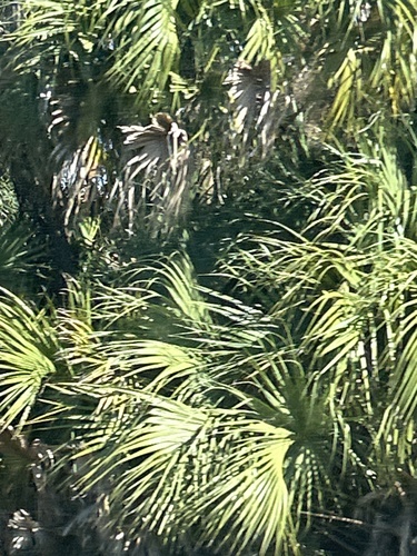 Sabal Palmetto (Cabbage Palm)