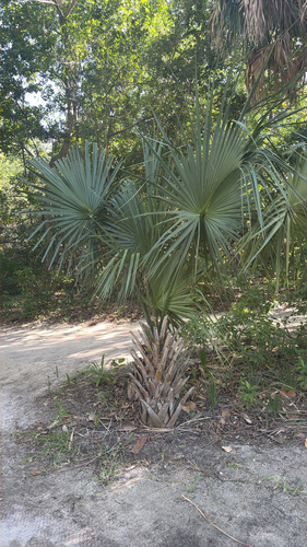 Sabal Palmetto (Cabbage Palm)
