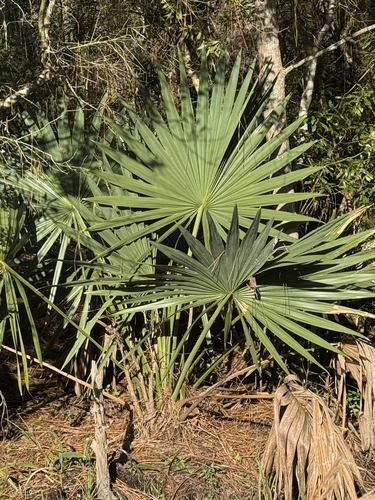 Sabal Anão (Sabal minor)