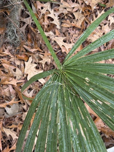 Sabal Anão (Sabal minor)